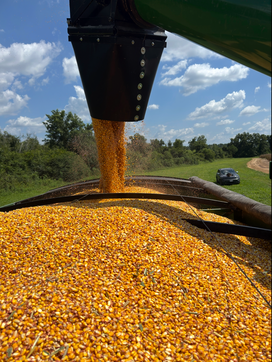 Getting Corn in the Bins